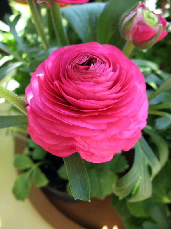 Ranunculus Bulbs